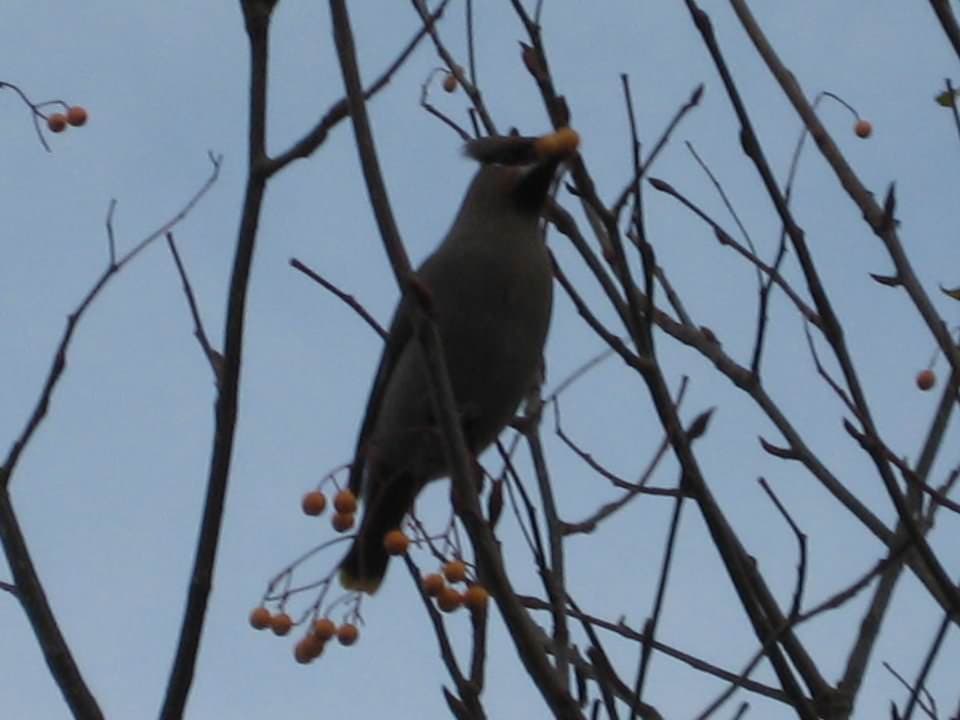 Dad's pictures of Waxwings